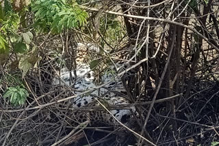 Ashoknagar leopard death)   (Leopard found dead in ashoknagar farm