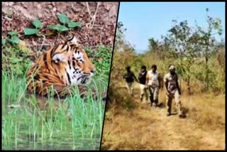 Tiger census begins at Chamarajanagar