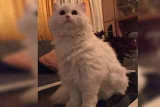 Persian Cat missing case registered in Bangalore tilak nagara police station