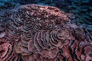 Rare, pristine coral reef found off Tahiti coast