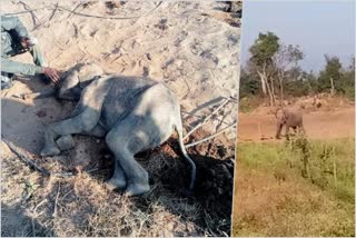 Baby elephant died by Illness at Chamarajanagar