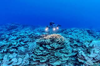 Rare, pristine coral reef found off Tahiti coast