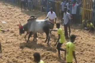 jallikattu