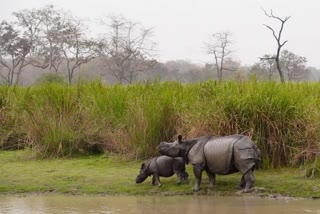 commando-force-to-protect-rhinos-of-kaziranga-from-poachers