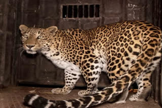 dead body of two leopards found in Kuno forest range