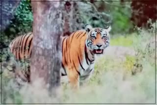 Forest Area Reduced in Ranthambore and Sariska