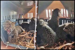 Three leopard cubs were found while cutting sugarcane in Pune