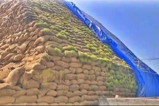 Paddy Damage in Suryapet