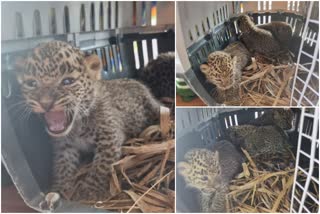 leopard cubs in sugarcane