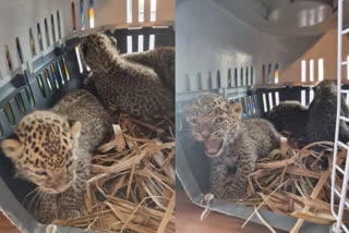 leopard cubs in sugarcane field in Hinjawadi  leopard cubs found in pune  കരിമ്പ് പാടത്ത് പുലിക്കുട്ടികൾ  പുലിക്കുട്ടികളെ കണ്ടെത്തി