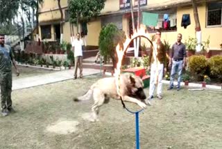 Dog Squad Training at Asansol