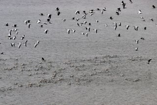 migrated birds In  Ghanamatheswar Reservoir