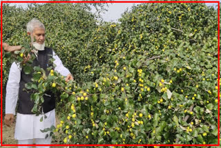 Plum Farmers Profits in Nuh