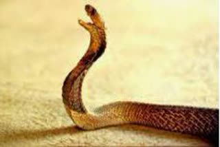 snake bites man in malkajgir