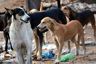 भटक्या कुत्र्यांच्या संख्येत वाढ