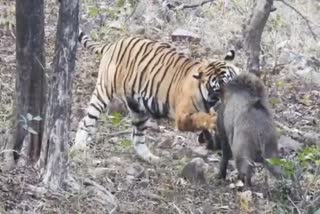 tigress hunts pig in Ranthambore