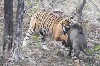 Tigress Hunts Pig