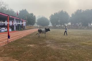 Bhind parade ground bull entered