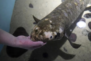 Methuselah is a 4-foot-long (1.2-meter), 40-pound (18.1-kilogram) Australian lungfish that was brought to the San Francisco museum in 1938 from Australia.