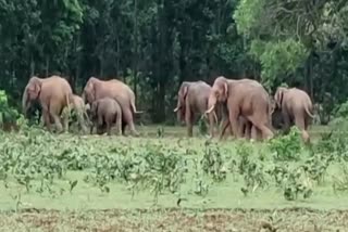 farming destroyed by elephant in karanjia