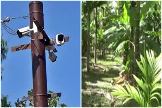 farmer-fixed-cctv-in-plantation-for-save-the-crop-in-haveri