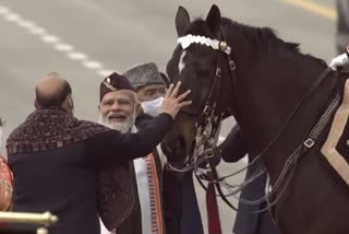 president's bodyguard horse virat retires from service