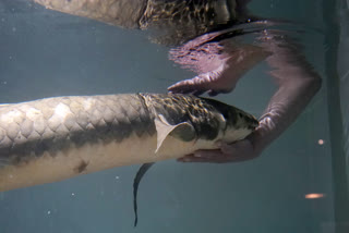 Meet Methuselah, likely oldest aquarium fish