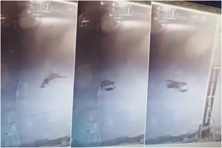 Tiger spotted in pamba  Tiger caught on cctv in pamba  Tiger spotted sabarimala  ശബരിമല പമ്പയിൽ പുലിയിറങ്ങി  പമ്പയിൽ പുലിയിറങ്ങി; ദൃശ്യം സിസിടിവിയില്‍