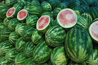 Kozhikode Watermelon Market price rising  Kozhikode Watermelon price hike  Kozhikode Watermelon vipani  വിലപൊള്ളി തണ്ണിമത്തൻ വിപണി  പൊള്ളുന്ന വിലയിൽ തണ്ണിമത്തൻ  തണ്ണിമത്തൻ വിപണി വില  തണ്ണിമത്തൻ ഇപ്പോഴത്തെ പുതിയ വില