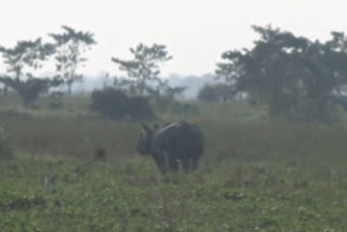 Rhino Roaming in Majuli