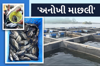 Blue Revolution scheme: જાણો કઈ જગ્યાની માછલી પાણી વગર પણ રહે છે 3 દિવસ જીવિત, થાય છે લાખોનો વેપાર