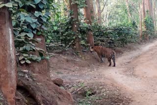 Tiger found in coffee plantation