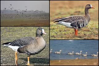 Birds coming Himachal from abroad