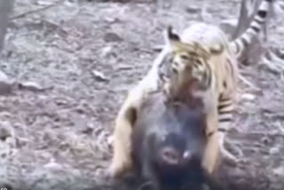 Tigress hunts down wild boar at Ranthambore National Park