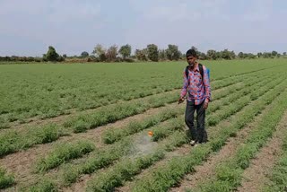 Natural farming In Patan: પાટણના મોટીચંદુર ગામના ખેડૂતે રાસાયણિક ખેતીને આપી તિલાંજલિ