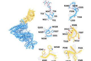 Wuhan scientists warn of NeoCov