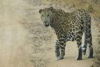 Tirupur leopard