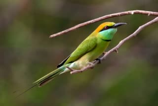 European bee eater