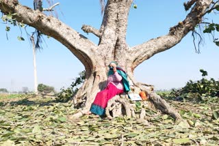 human-chain-formed-to-save-banyan-in-khampur-village