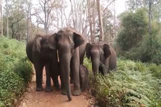 elephants