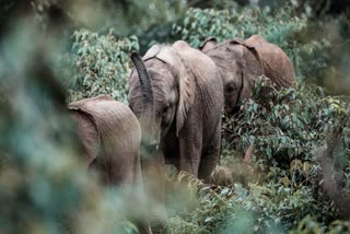 elephant attack at garhbeta