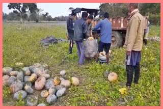 pumpkin-export-from-khowang-dibrugarh