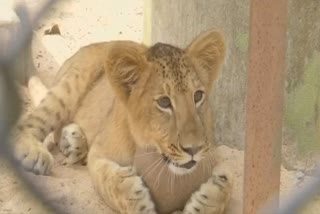 Lion cub in Nandakanan Zoological Park being hand-reared, Lion cub being taken care of at zoo, adorable lion cub video