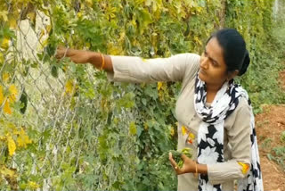 Peddapeta ideal Lady farmer, farmer Rajitha story