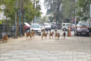 Jabalpur street dog terror