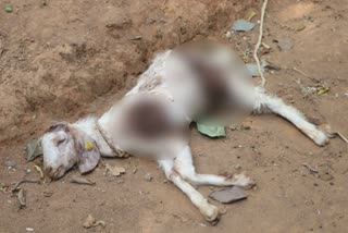 Leopard killed goat in vadakkencherry  Leopard in vadakkencherry  വടക്കഞ്ചേരിയിൽ വീണ്ടും പുലി ഇറങ്ങി  വടക്കഞ്ചേരിയിൽ പുലി ശല്യം  കാളാംകുളത്ത് പുലി ആടിനെ കടിച്ച് കൊന്നു