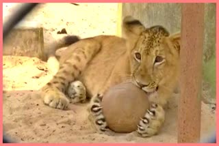 watch-lion-cub-in-nandakanan-zoological-park-being-hand-reared