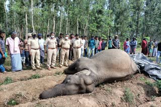 elephant-shot-dead-in-soolegodu-village-of-mysuru-district