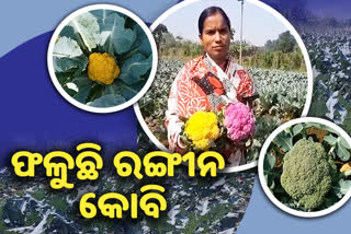 cauliflower farming in sambalpur