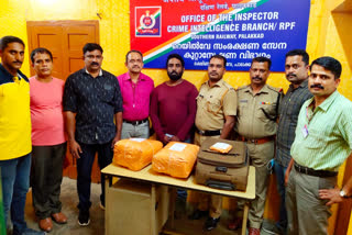 Thrissur resident arrested with 12 kg of cannabis in Palakkad  Palakkad cannabis case Thrissur resident arrested  പാലക്കാട് 12 കിലോ കഞ്ചാവുമായി തൃശൂര്‍ സ്വദേശി അറസ്റ്റില്‍  പാലക്കാട് കഞ്ചാവ് വാർത്ത  കഞ്ചാവുമായി തൃശൂര്‍ സ്വദേശി അറസ്റ്റില്‍  ലഹരി കടത്ത് ചാവക്കാട് സ്വദേശി അറസ്റ്റില്‍